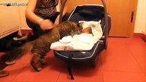 Best Of Funny Cats And Dogs Meeting Babies For The First Time Compilation 2016