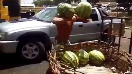 Kollarıyla çılgınlar gibi karpuz tutan adam