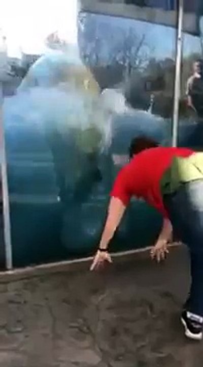 Un ours polaire imite un touriste qui fait des pompes