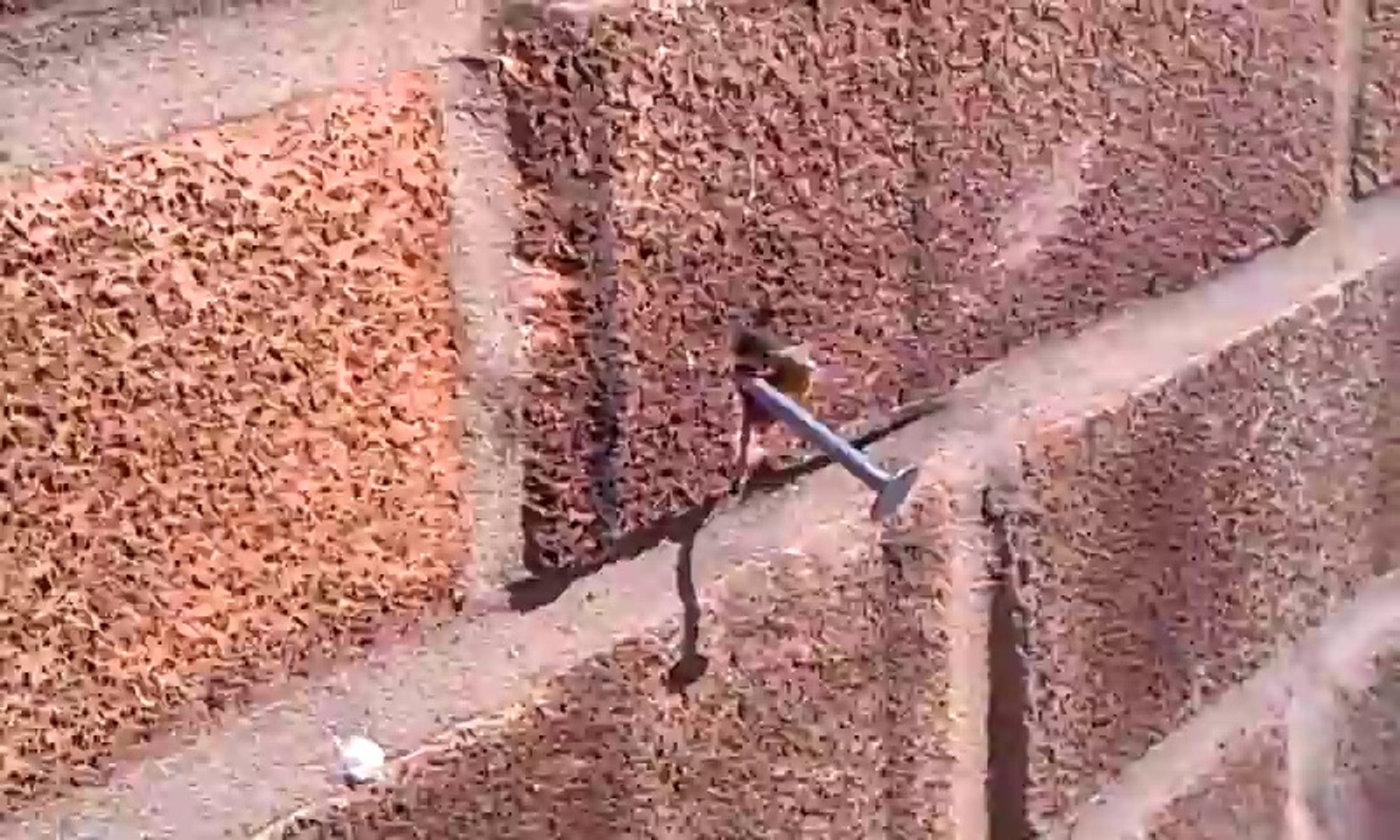Une abeille retire un clou d'un mur de briques !! Super abeille - Vidéo  Dailymotion