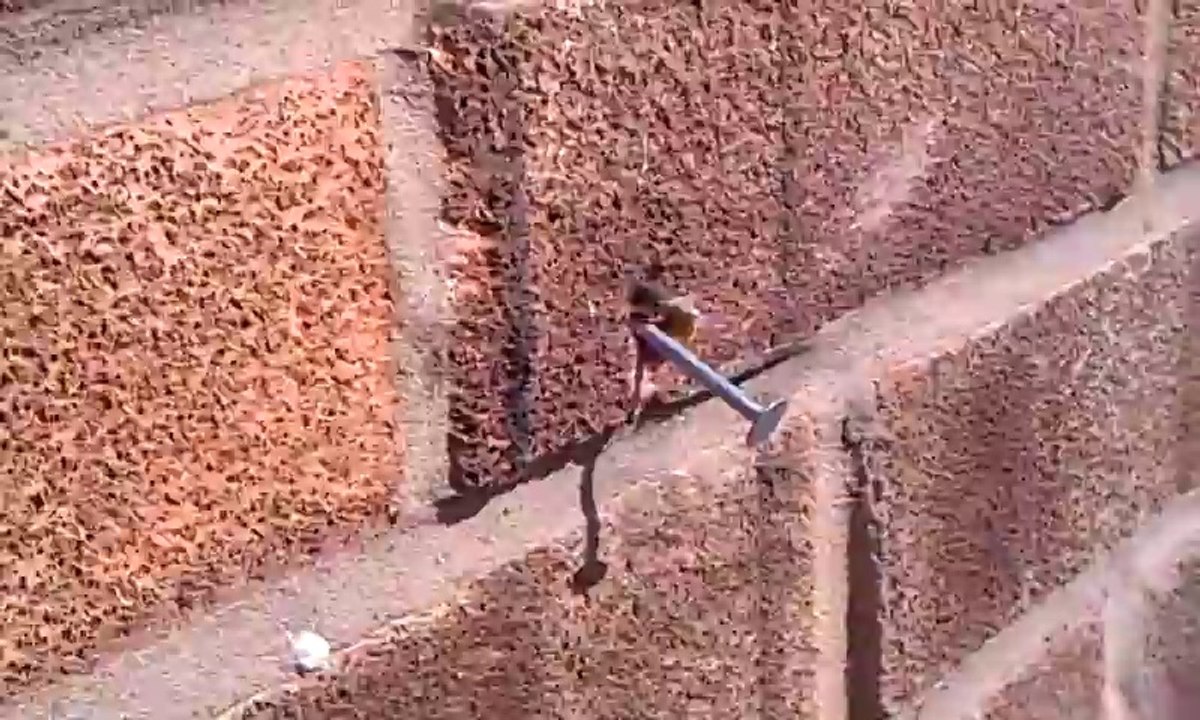 Une abeille retire un clou d'un mur de briques !! Super abeille