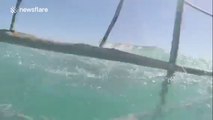 Great white shark tries to attack cage divers