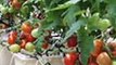 Cara Menanam buah Tomat Hidroponik Yang Benar  ( Youtube )