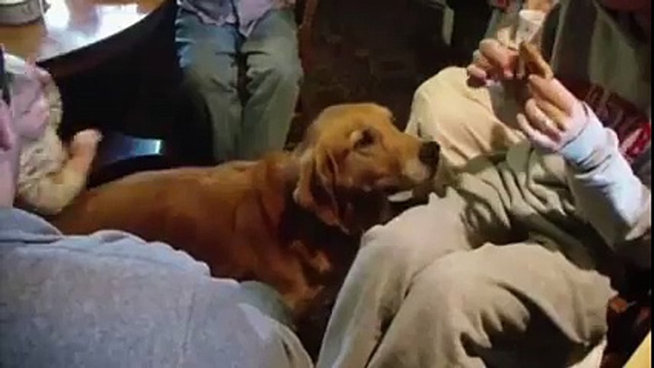 Ce chien se fait voler sa friandise par un gamin gourmand
