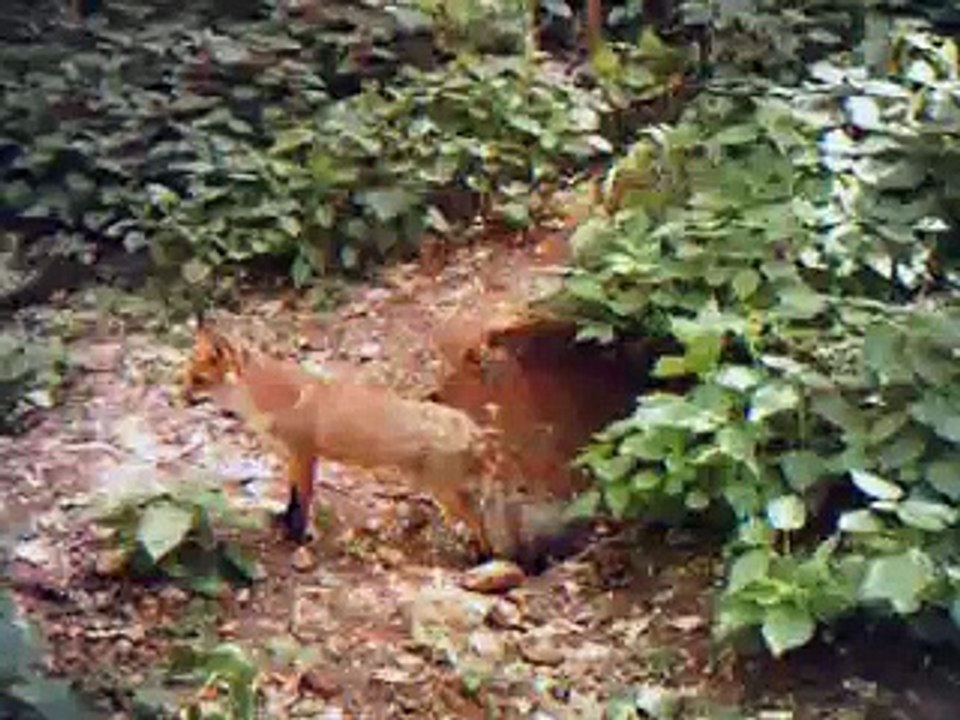 Filmato
