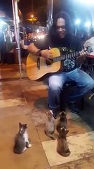 Des chatons écoutent un musicien de rue