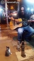 Котята слушают музыканта / kittens listen to the musician