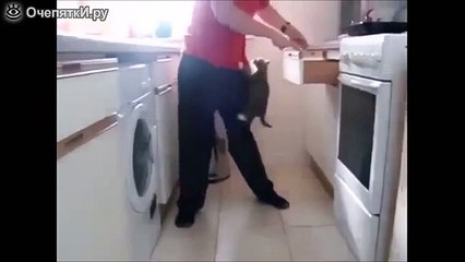 Смешные домашние кошки / Funny domestic cats