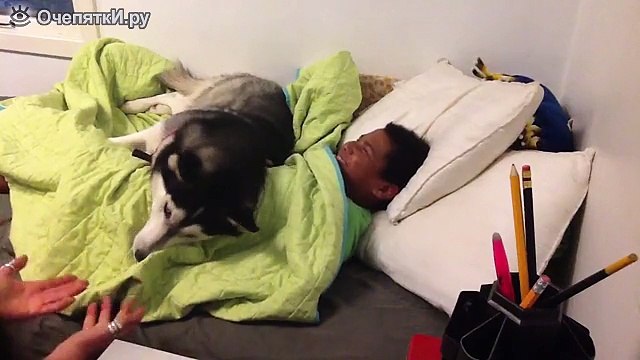 Хаски не даёт будить подростка / Husky does not Wake the teenager