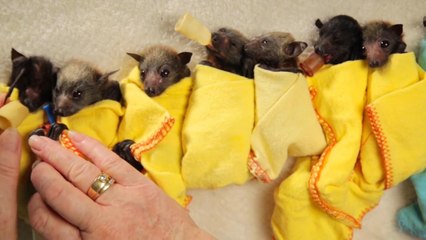 Baby Bat Burritos
