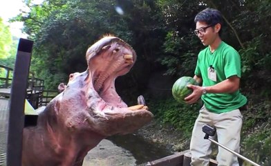 Hippo Crushes Watermelon