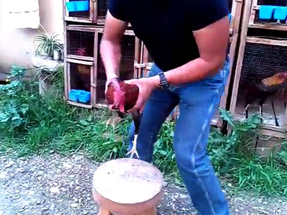 GALLOS FINOS DE VENTA (Traba Gallo Giro) (88)