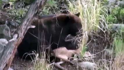 Most Amazing Wlid Animal Attack - Top Animal Fights - Animal Attack (1)