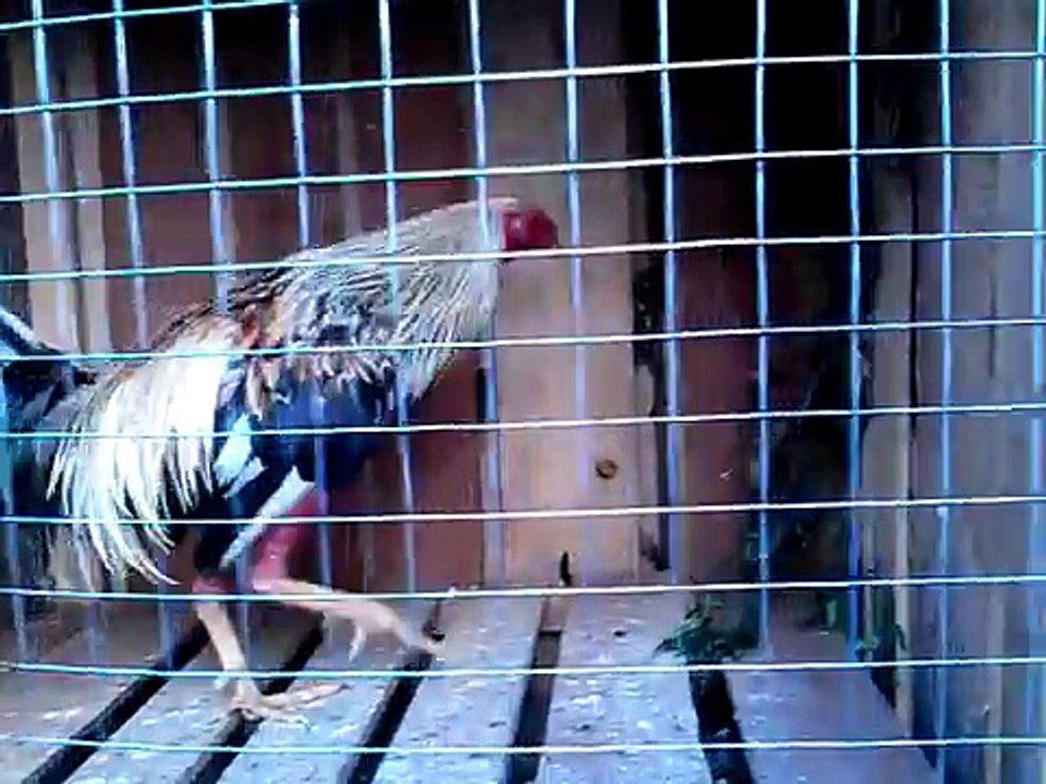 GALLOS DE VENTA 7 Y 8 MESES (Traba Gallo Giro)(42)