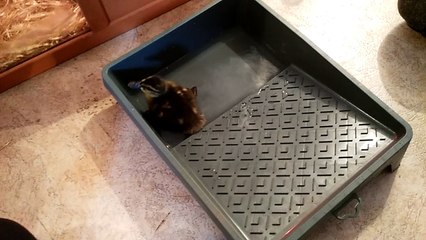 1er bain de canou 28-avril-2016