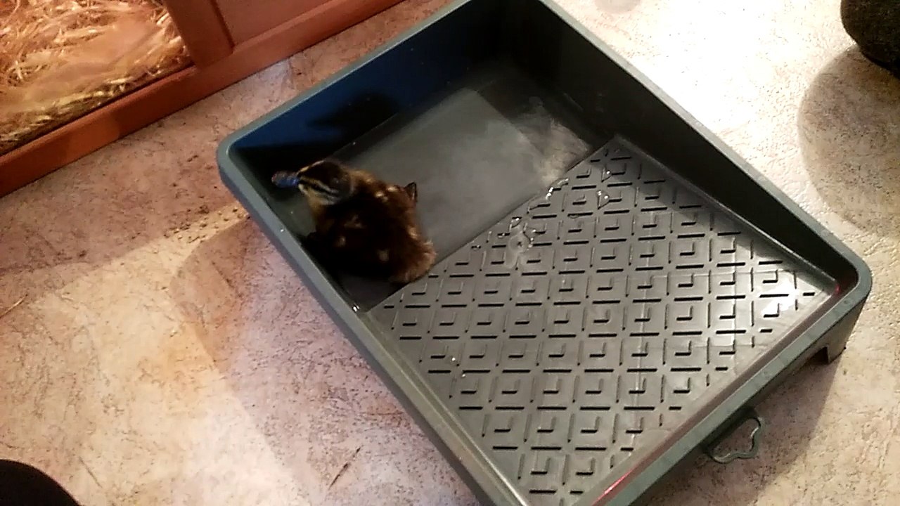 1er bain de canou 28-avril-2016