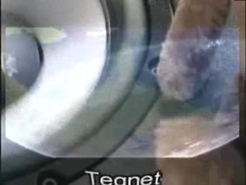 grazy frog teqnetorg