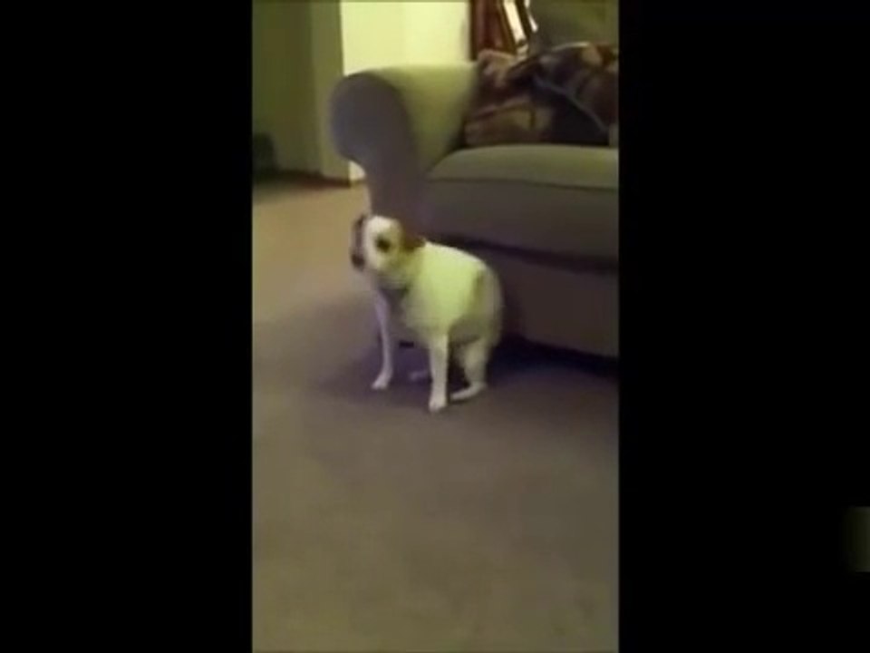 TOP Funny Cat and Dog Dancing and Singing in the World -