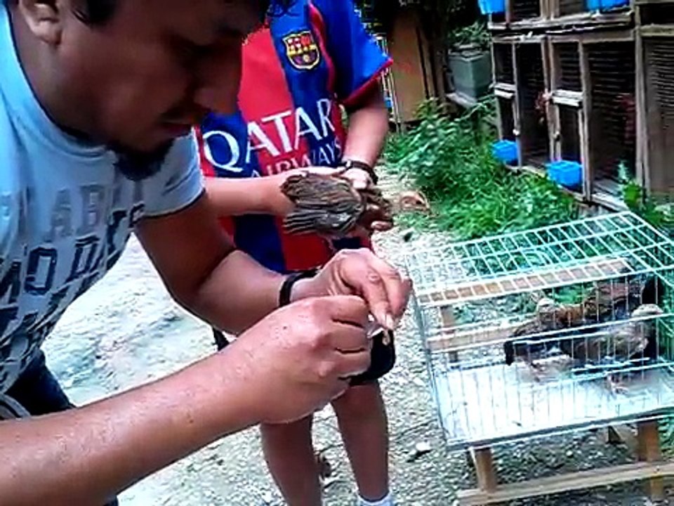 VACUNA GALLOS VIRUELA (Traba Gallo Giro) (92)