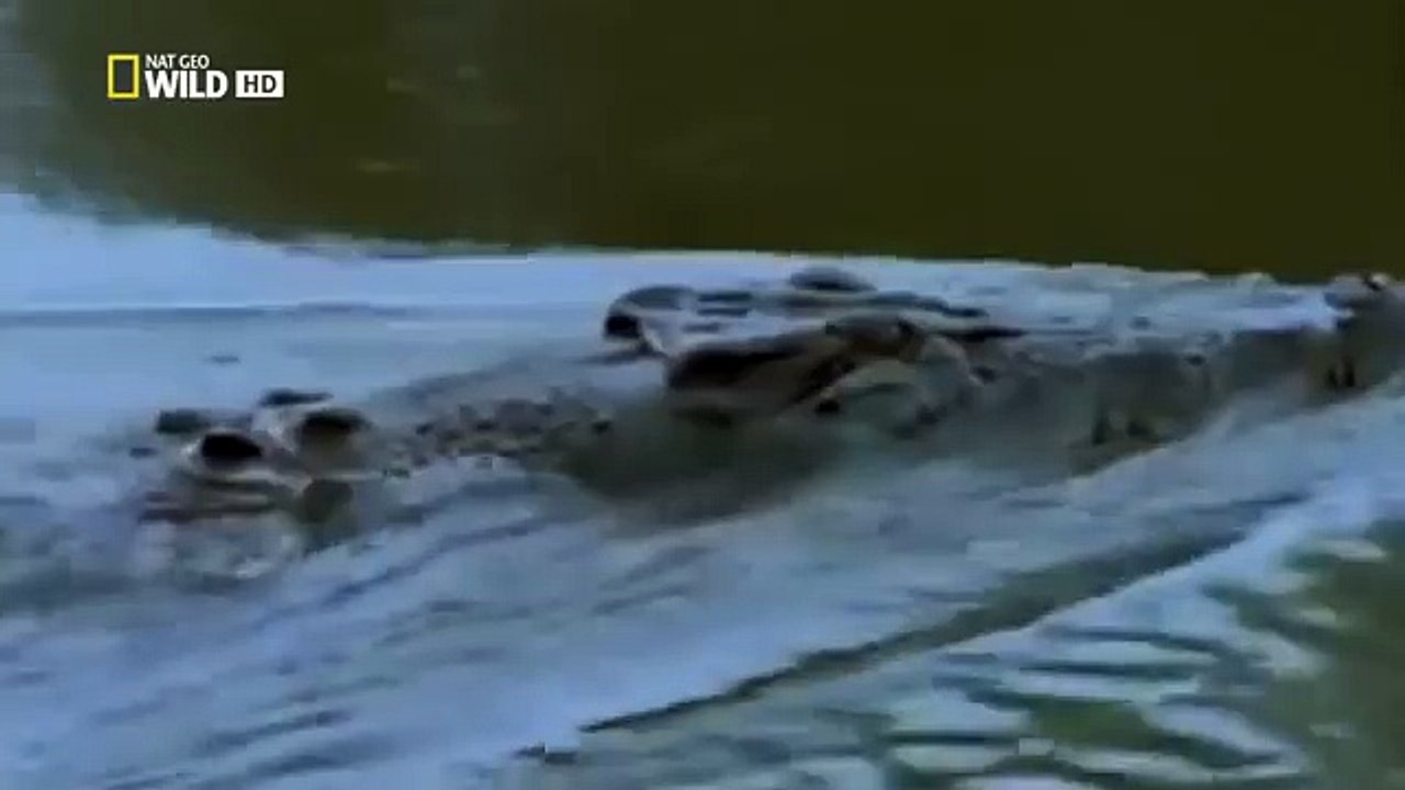 Monster Croc Hunt - Nature documentary 2016 86