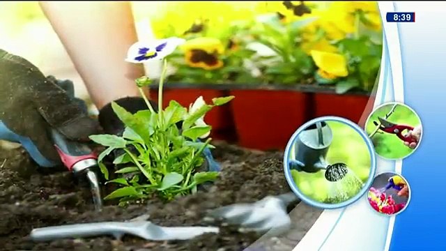 Gardening: When to plant vegetables for your garden