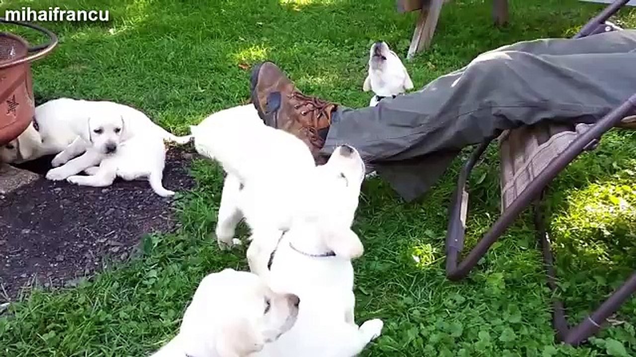 Cute Puppies Compilation -- NEW