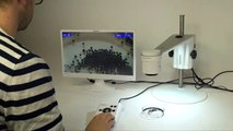 Image capturing - TAGARNO Digital Microscopes