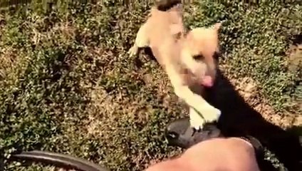 J adore  J adore !!!! Les  Animaux