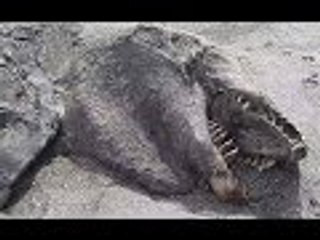 Mysterious Creatures found On Beaches 2016 - 2017