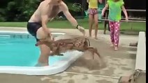 Une famille sauve un faon tombé dans leur piscine! Beau geste