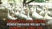 Sprinklers, cold water ponds provide relief to animals at Surat zoo