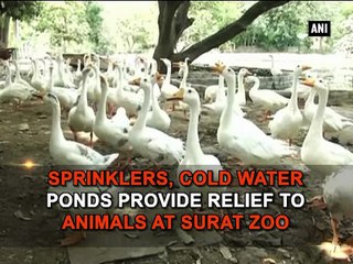 Sprinklers, cold water ponds provide relief to animals at Surat zoo