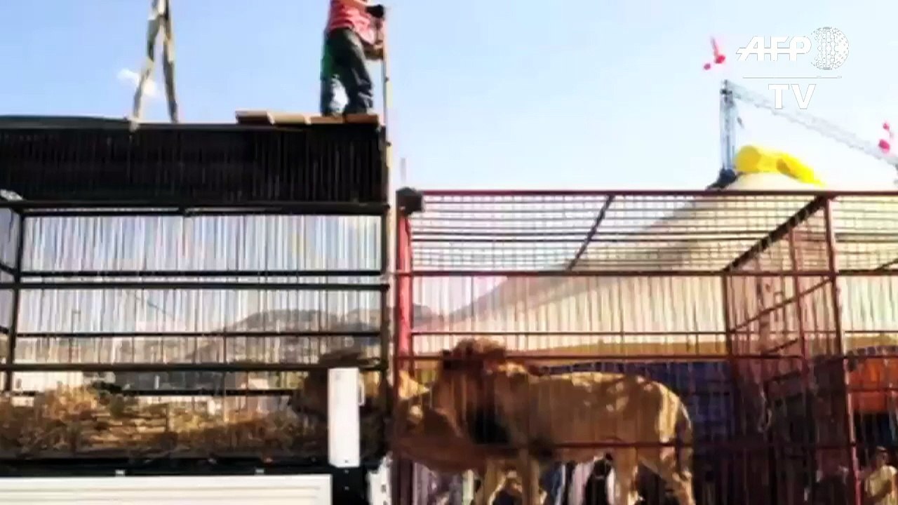 Un groupe de défense des animaux libère les lions des cirques