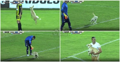 Cão feliz esbanja alegria ao invadir relvado para brincar com os jogadores