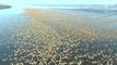 Moluscos varados en la costa de Chile
