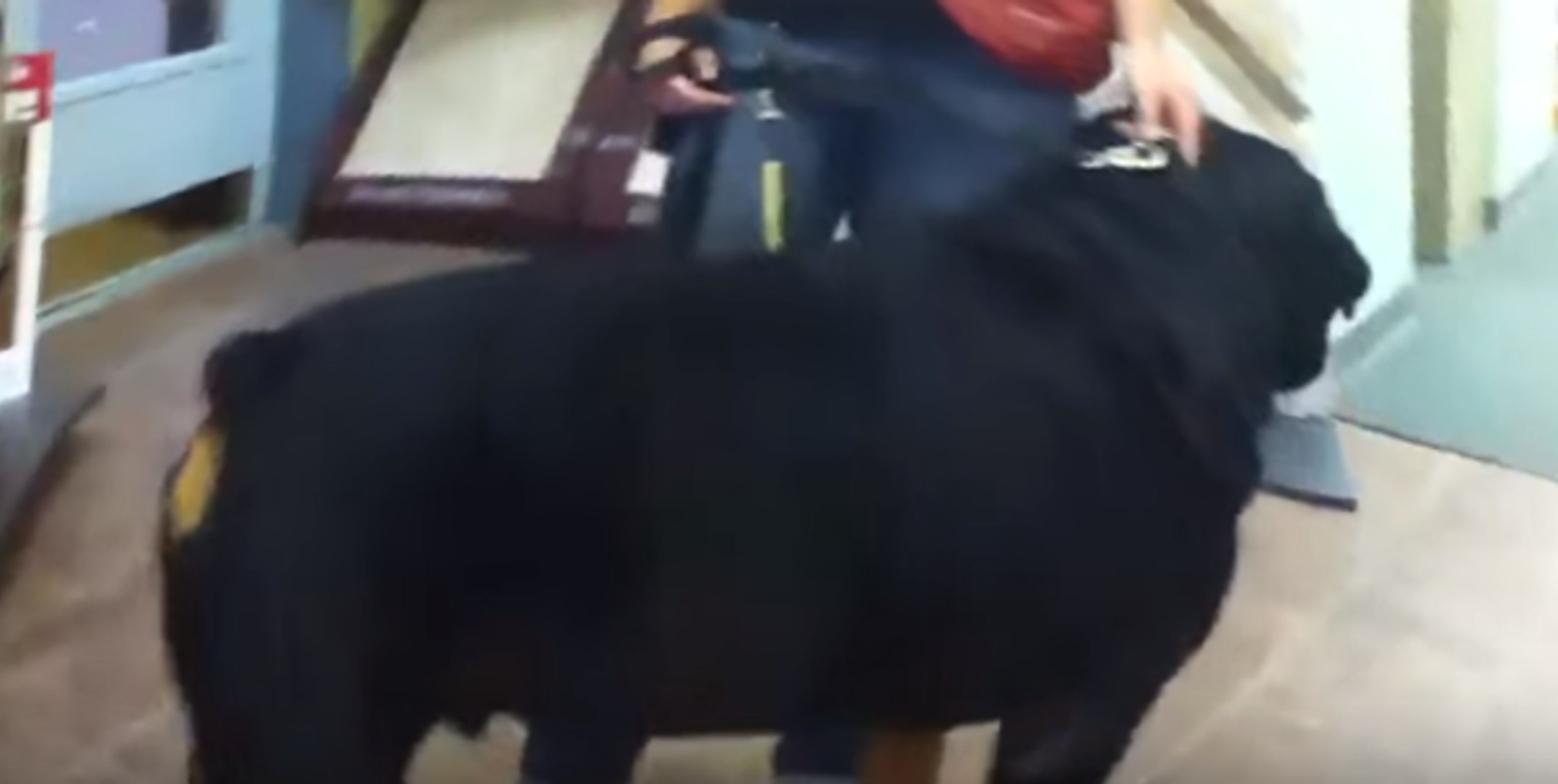 World Record Biggest Rottweiler