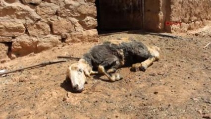 Kızıltepe - Hastalıktan Telef Olan Koyunları İçin Çare Arıyorlar