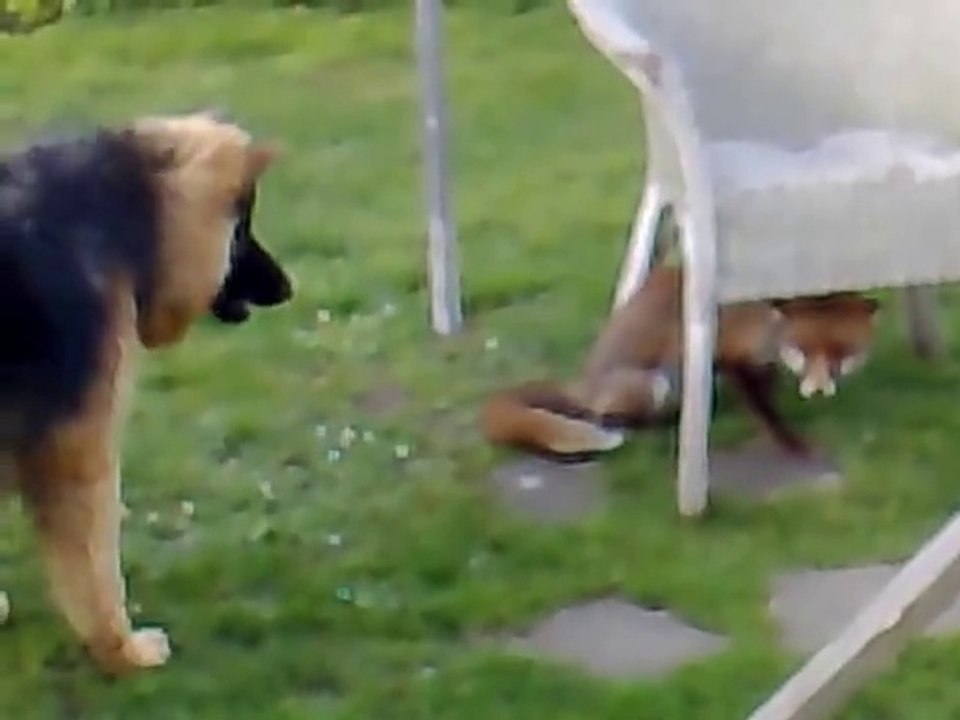 wolfhound vs Fox