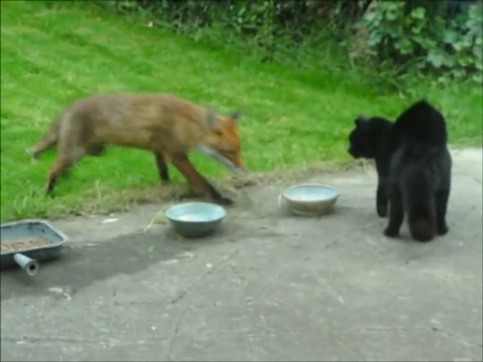 Brave Cat vs Fox