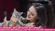 À Angers, des artistes de cirque anglais recueille les petits félins errants ! Maintenant dans la Minute Chat #203