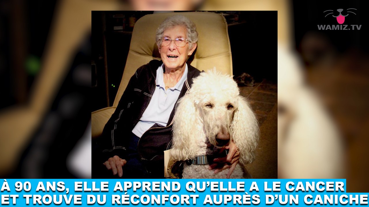 À 90 ans, elle apprend qu'elle a le cancer et trouve du réconfort auprès d'un caniche ! Tout de suite dans la Minute Chien #203