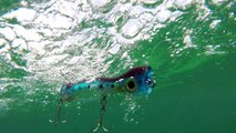 How Lures Swim: Williamson Jet Popper