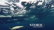 How Lures Swim: Storm Twitch Stick
