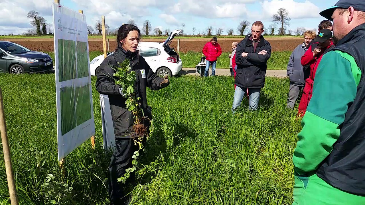 Agriculture : les éleveurs manchois recherchent de nouvelles façons de nourrir leur bétail