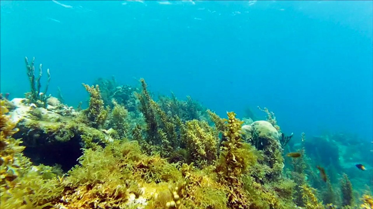 Anse d'Arlet 2016 - Martinique