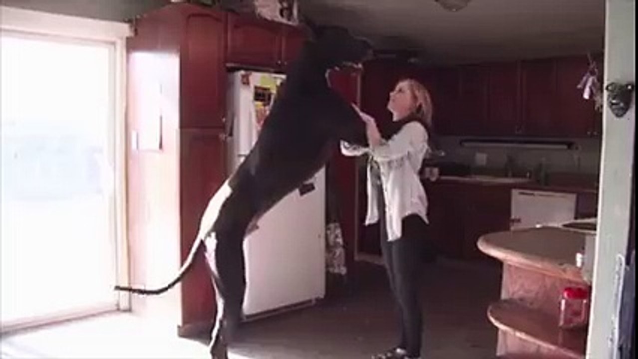 Really What A Huge Dog Unbelievable!!!!