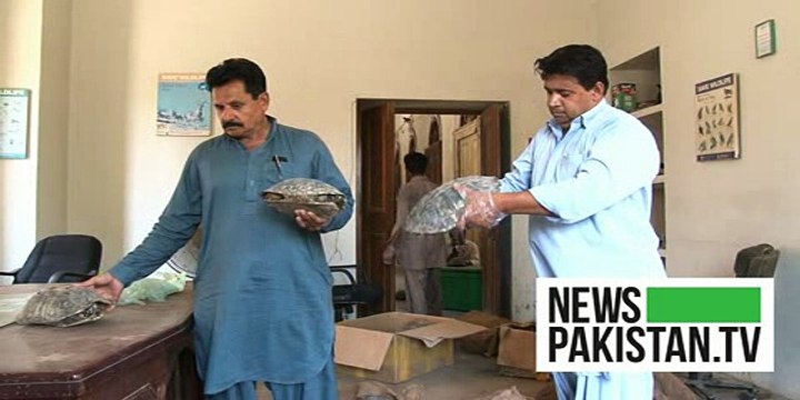 170 endangered turtles recovered