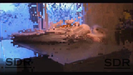Animals Funy FAILS part 1 by SDR