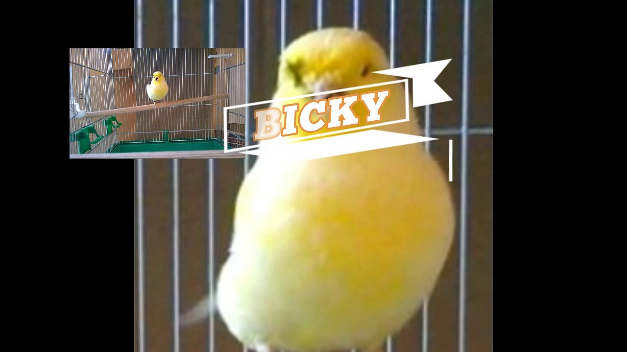 Gloster canary singing (a bit)