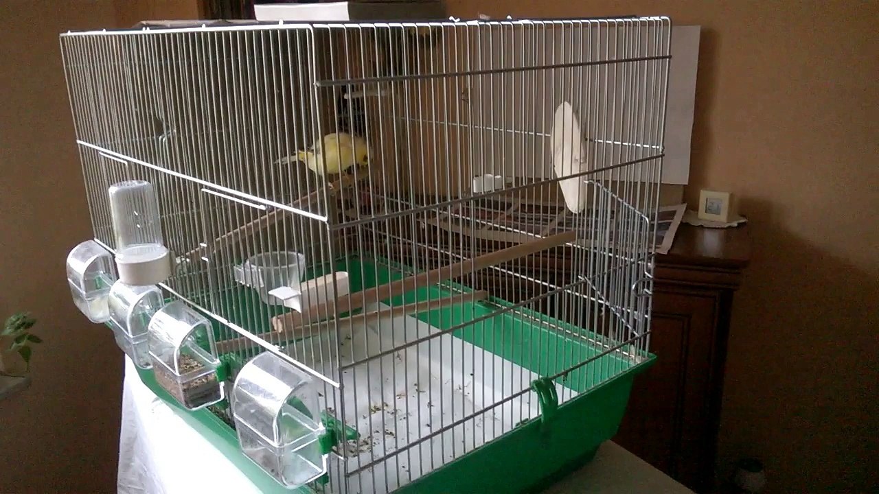 Gloster canary housekeeping mystery - feathers in feeder